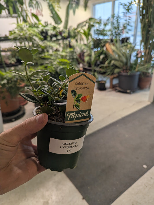 Goldfish Plant Hypocerta