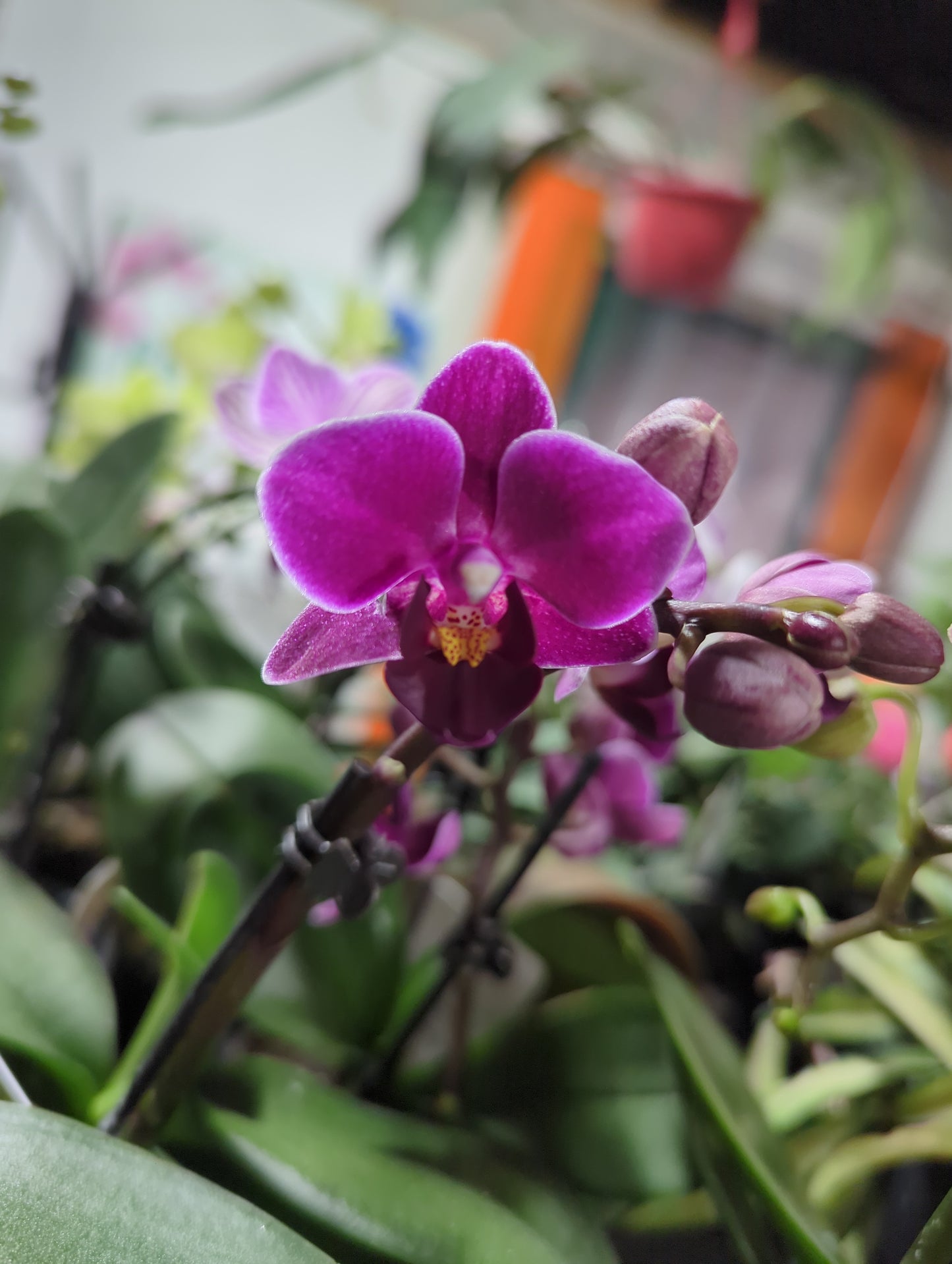 Mini Orchids 2.5"