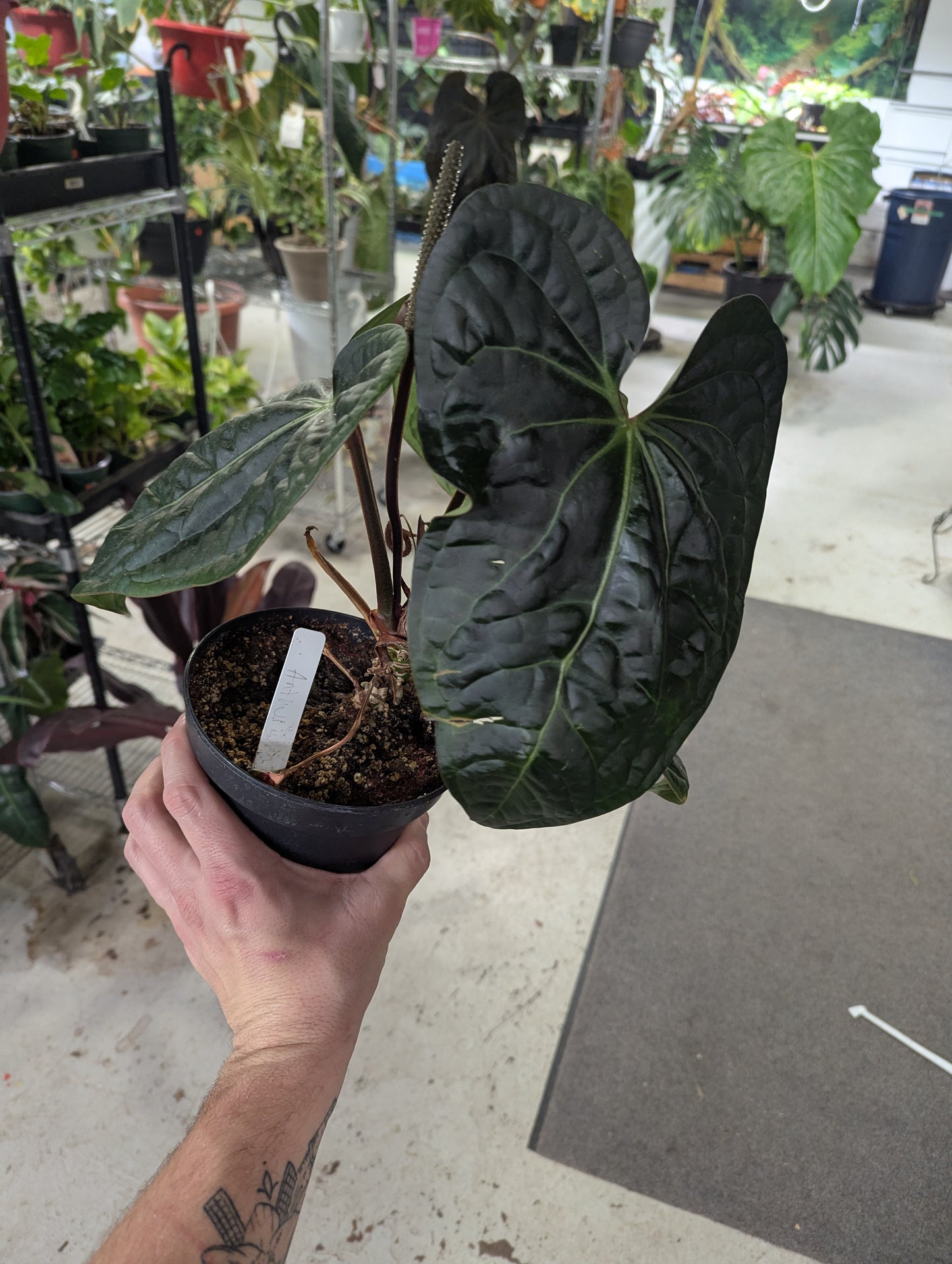 6 inch  Ant.Villenaorum  x  Luxurirans