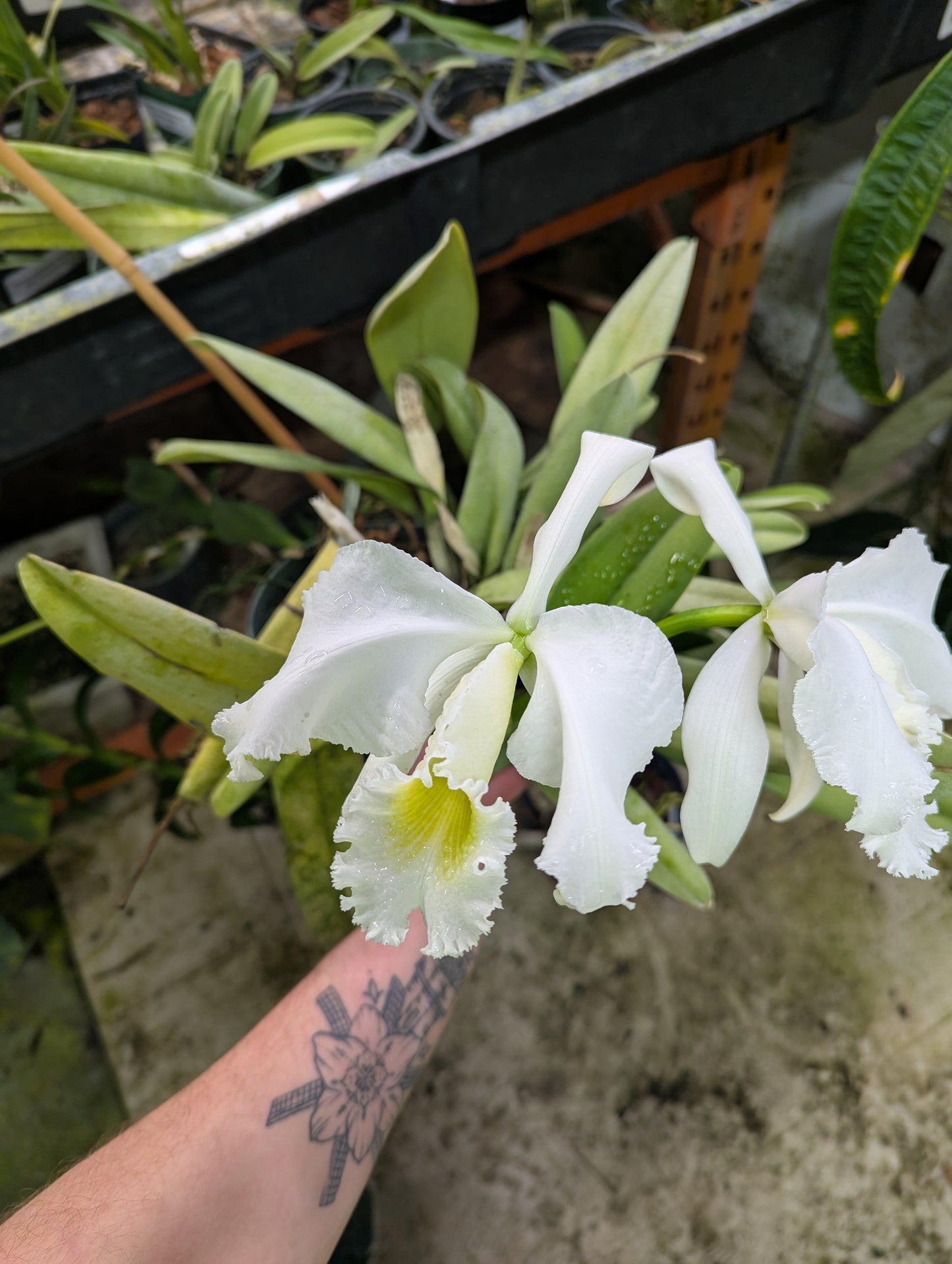 Cattleya Gaskelliana Alba