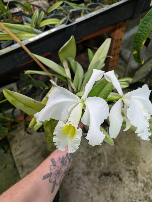 Cattleya Gaskelliana Alba