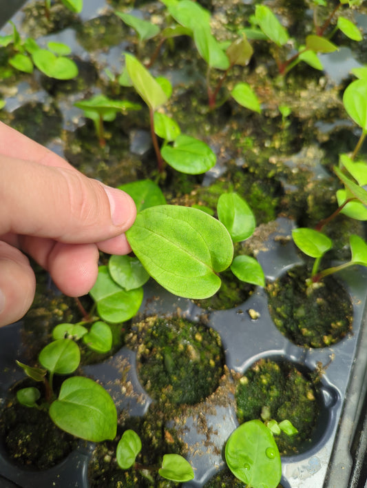 (Waroquenum x Papillilaminum) x (AOS X BVEP) seedlings