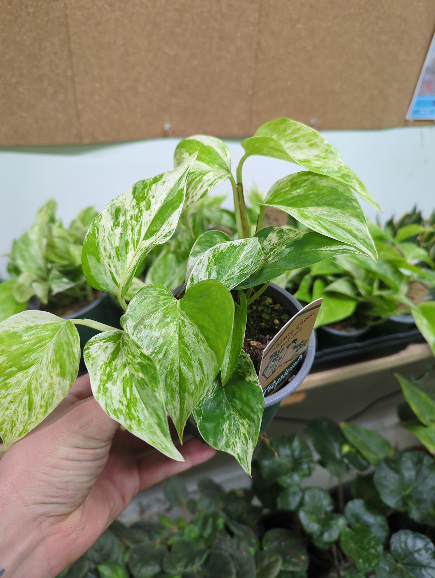 POTHOS-MARBLE QUEEN 4 in