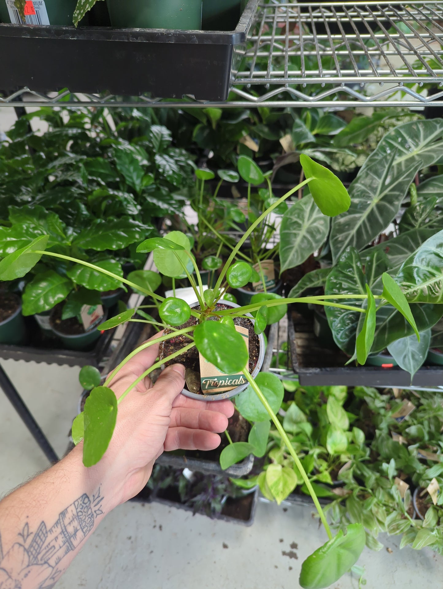 Pilea Peperomioides-Chinese Money Plant