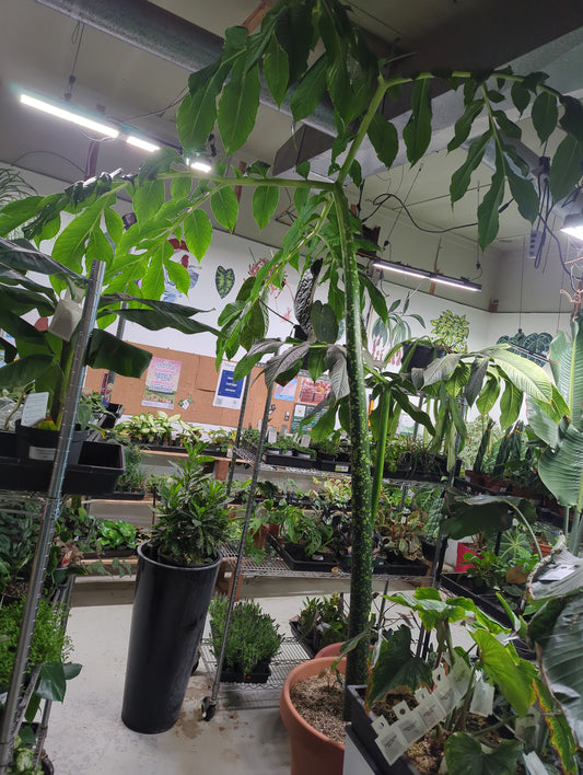 Titan Arum Corpse Flower Plant