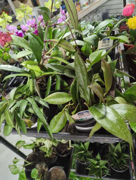 Premium Assort Hoya