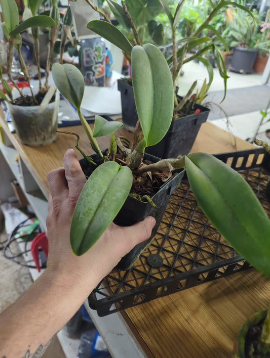 Potinara Edith North 'danny Adams' x Blc. George King Southern Cross