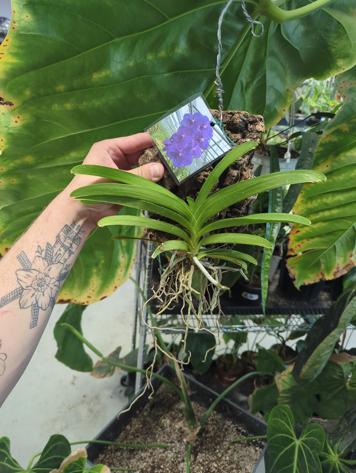 Vanda Patchara Delight 'Blue' orchid mounted on bark
