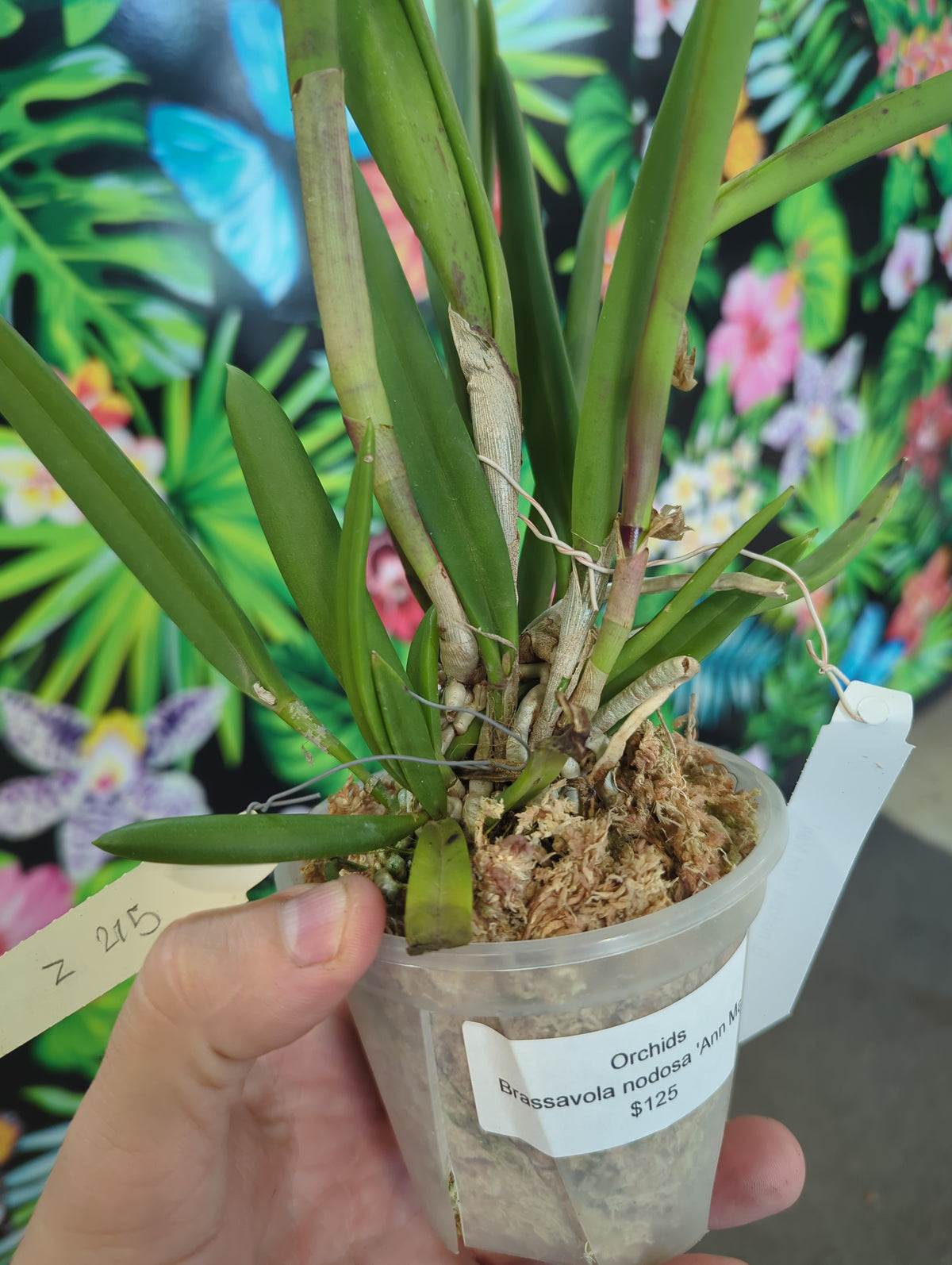 Brassavola Nodosa 'Ann Man' orchid
