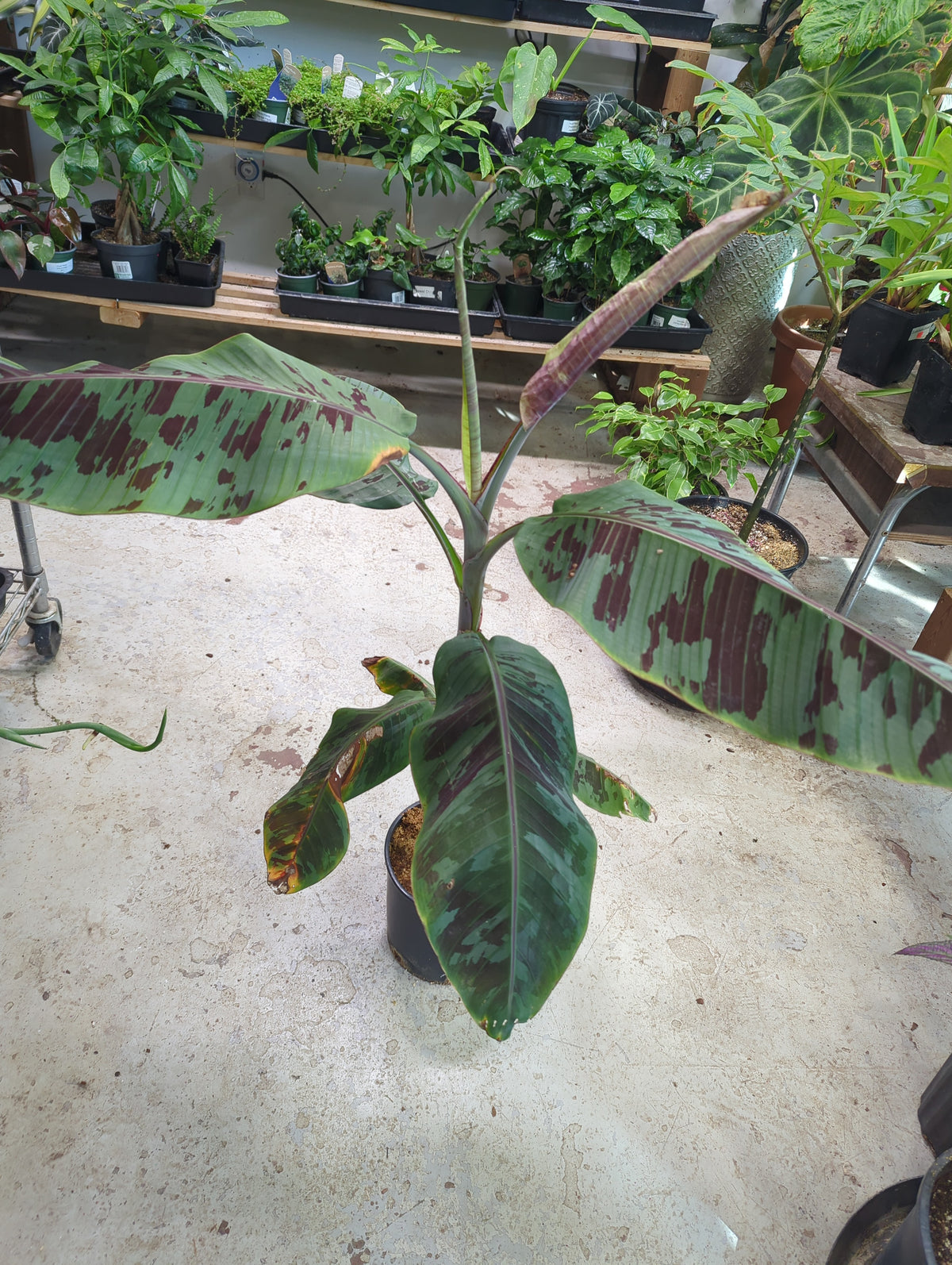 Musa Sumatrana X Cross Purple Banana