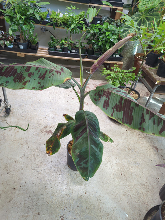 Musa Sumatrana X Cross Purple Banana