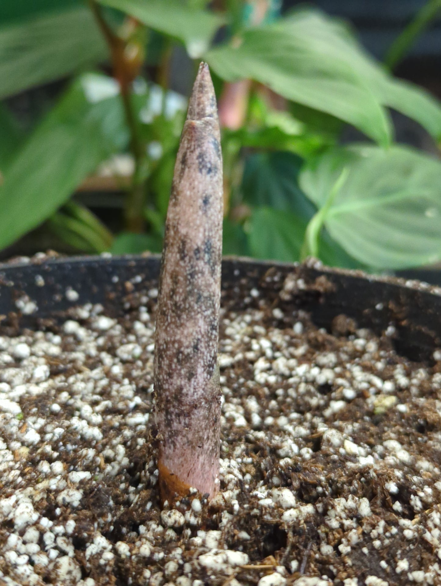 Amorphophallus Konjac Voodoo Lily Mini Corpse Flower
