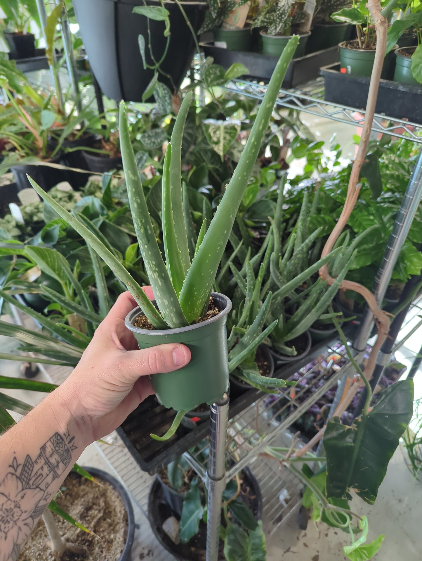 Aloe Vera 4 inch