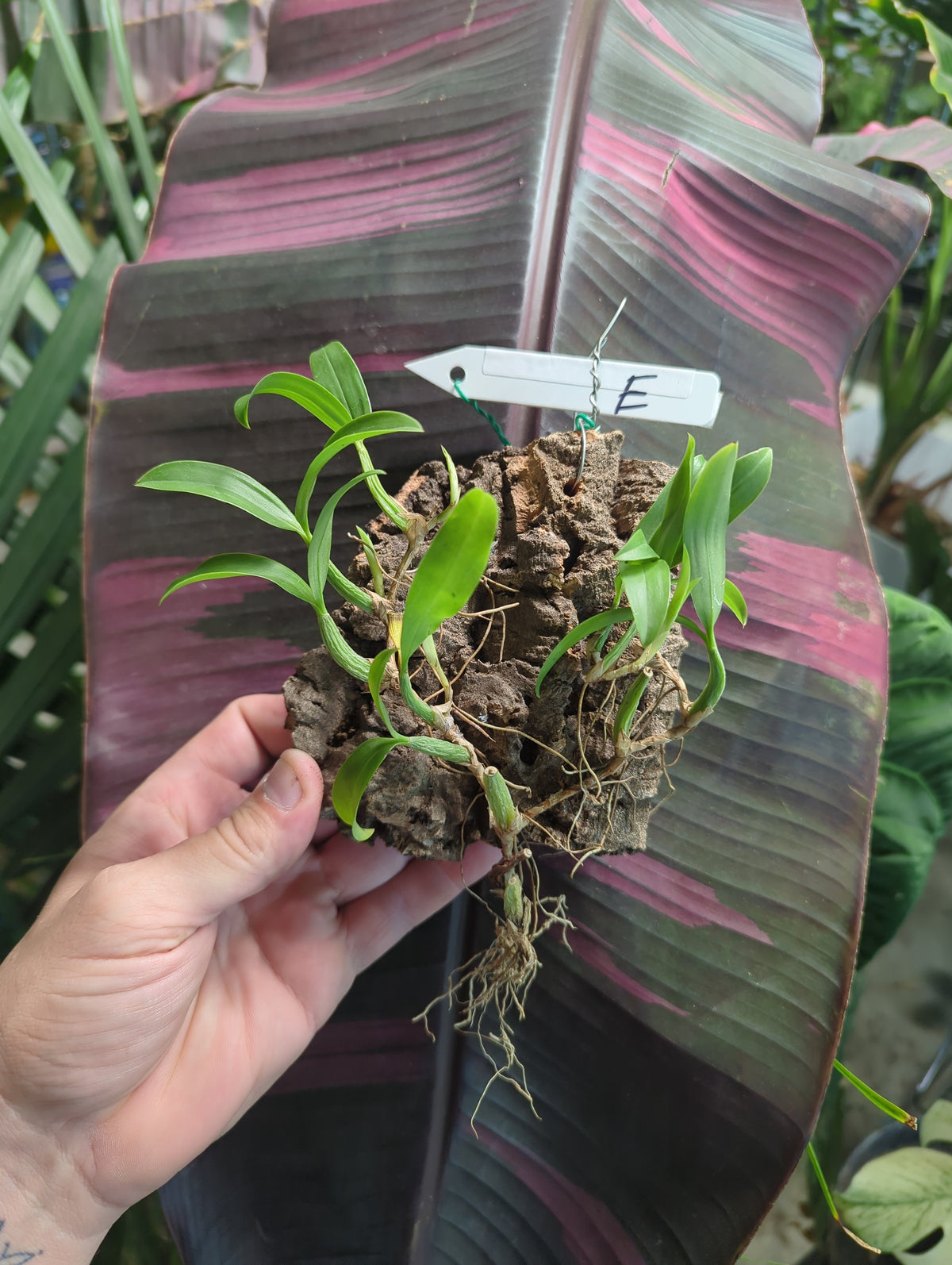 Coelogyne Fimbriata mounted orchids