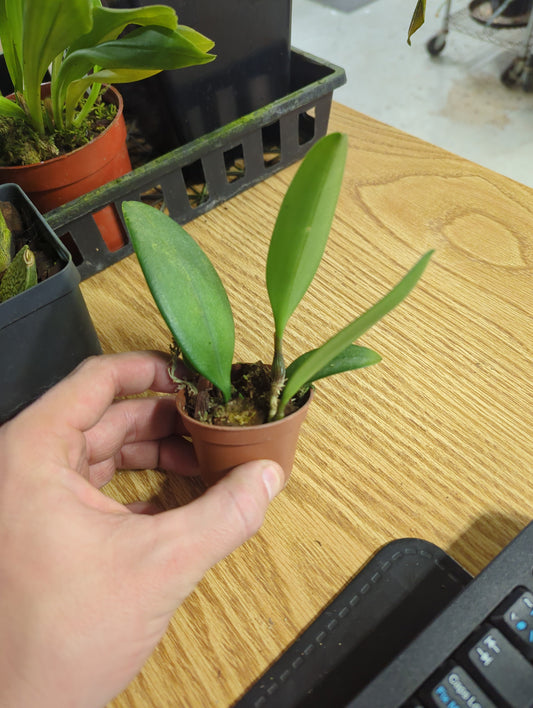 Bulbophyllum Baileyi