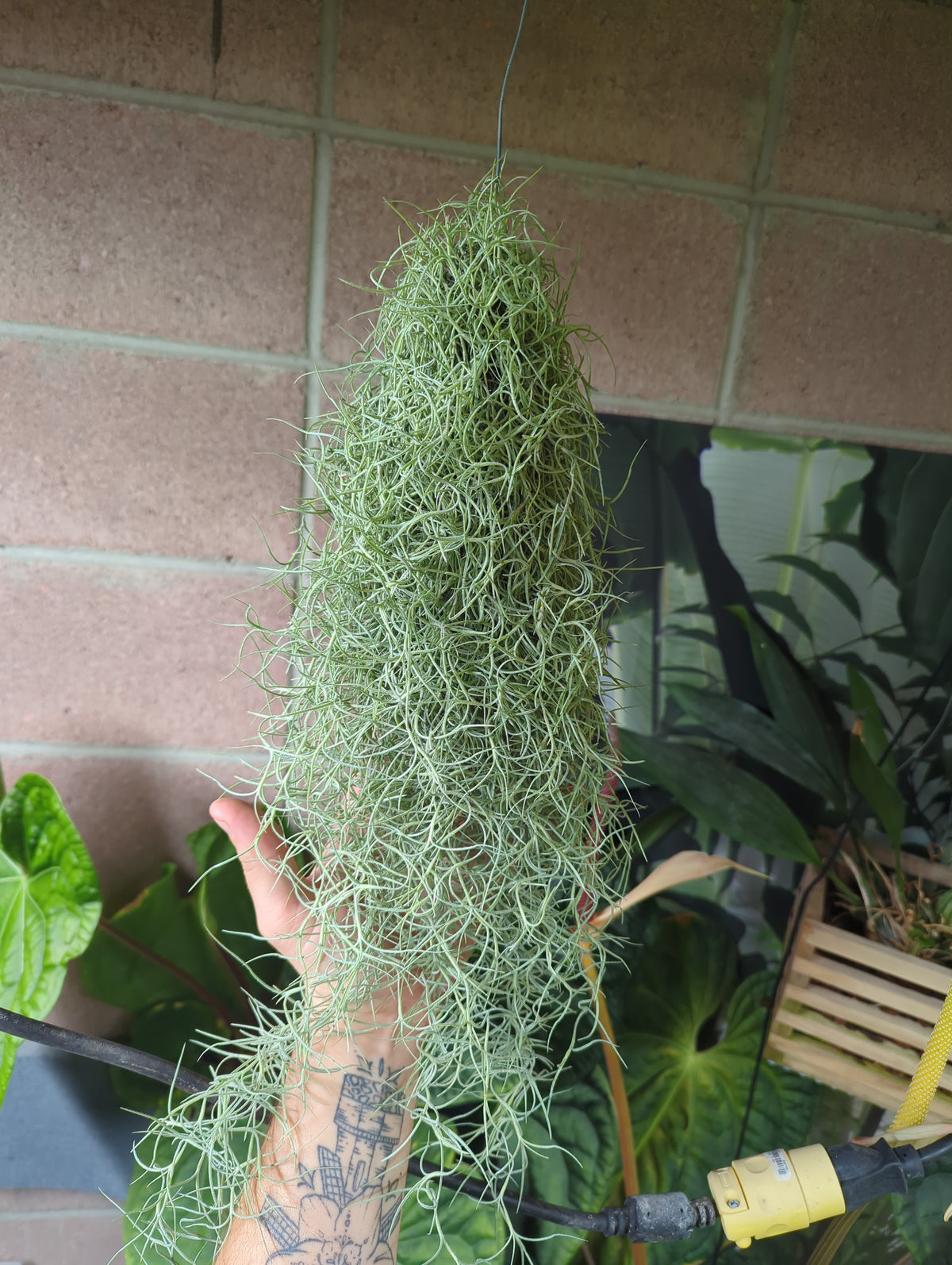 Living Spanish Moss cluster