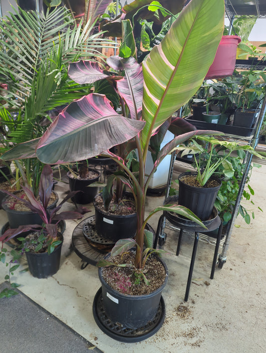 Musa NoNoPink Variegated Banana