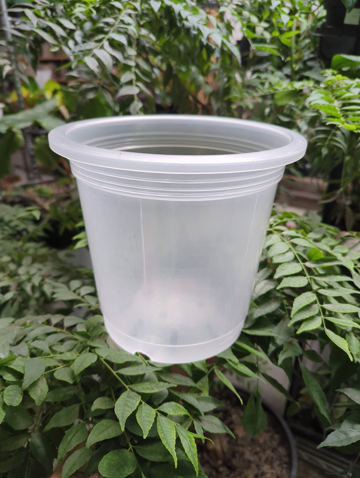 8 inch Clear orchid pot No Slits