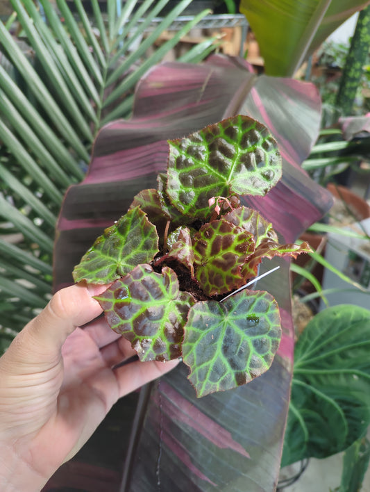 Begonia Rajah 4 inc