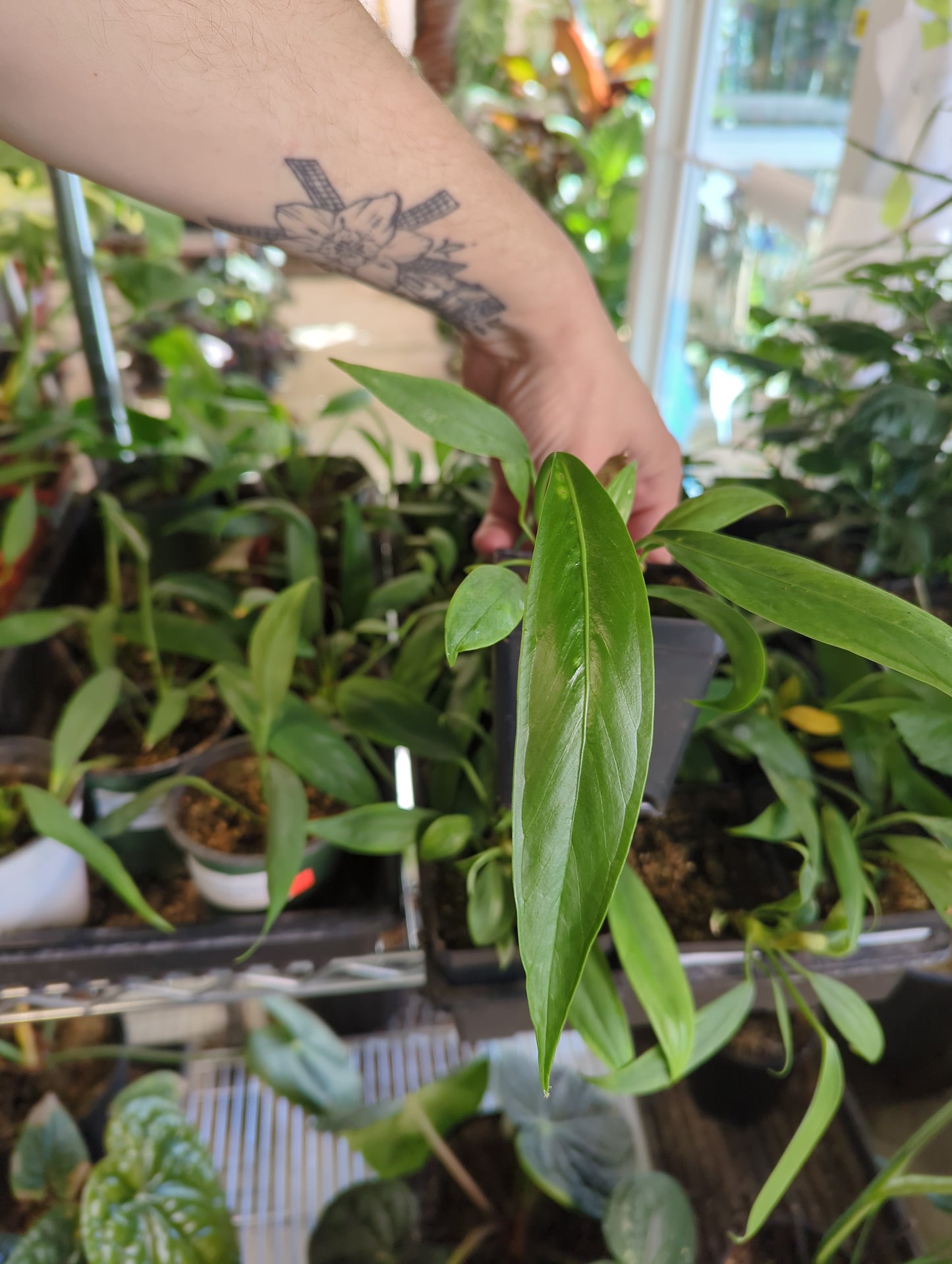 Anthurium pallidiflorum aff. 'Guayusa'