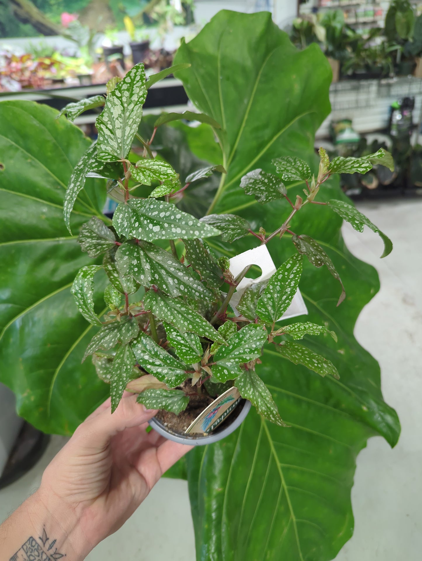 BEGONIA-PINK ANGEL WING