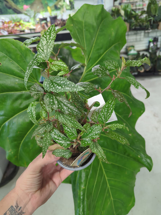 BEGONIA-PINK ANGEL WING