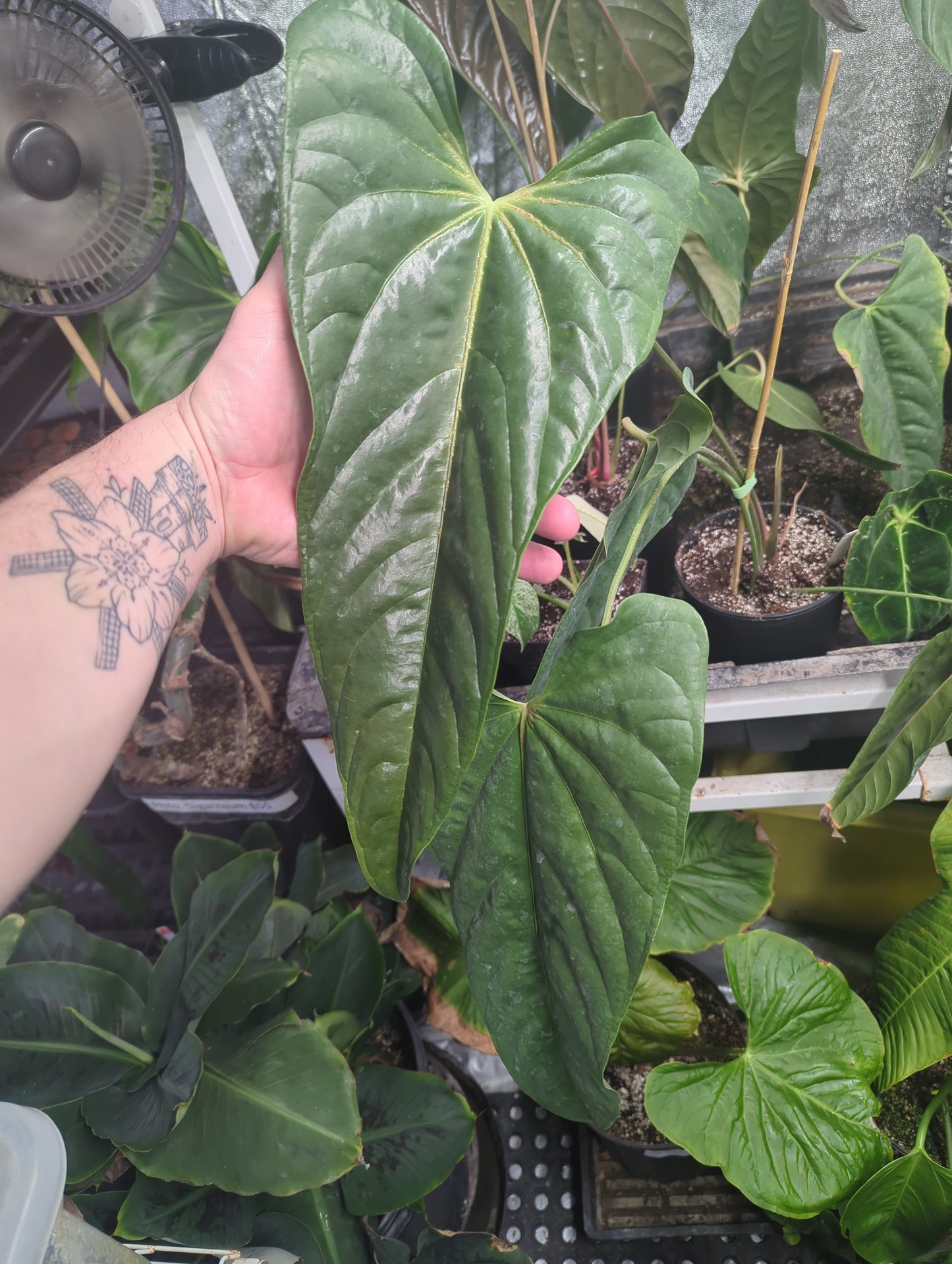 Anthurium Delannayi