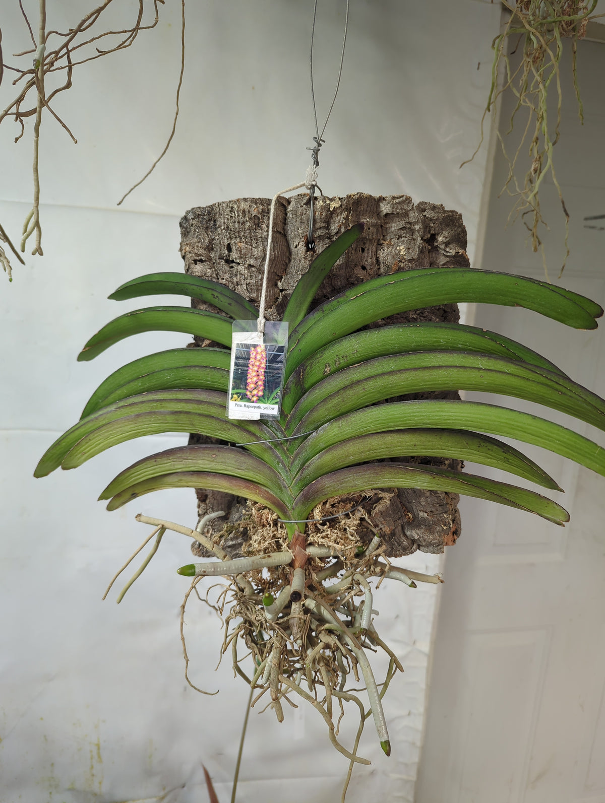 Prra. Rapeepath Yellow Vanda Hybrid orchid mounted on cork