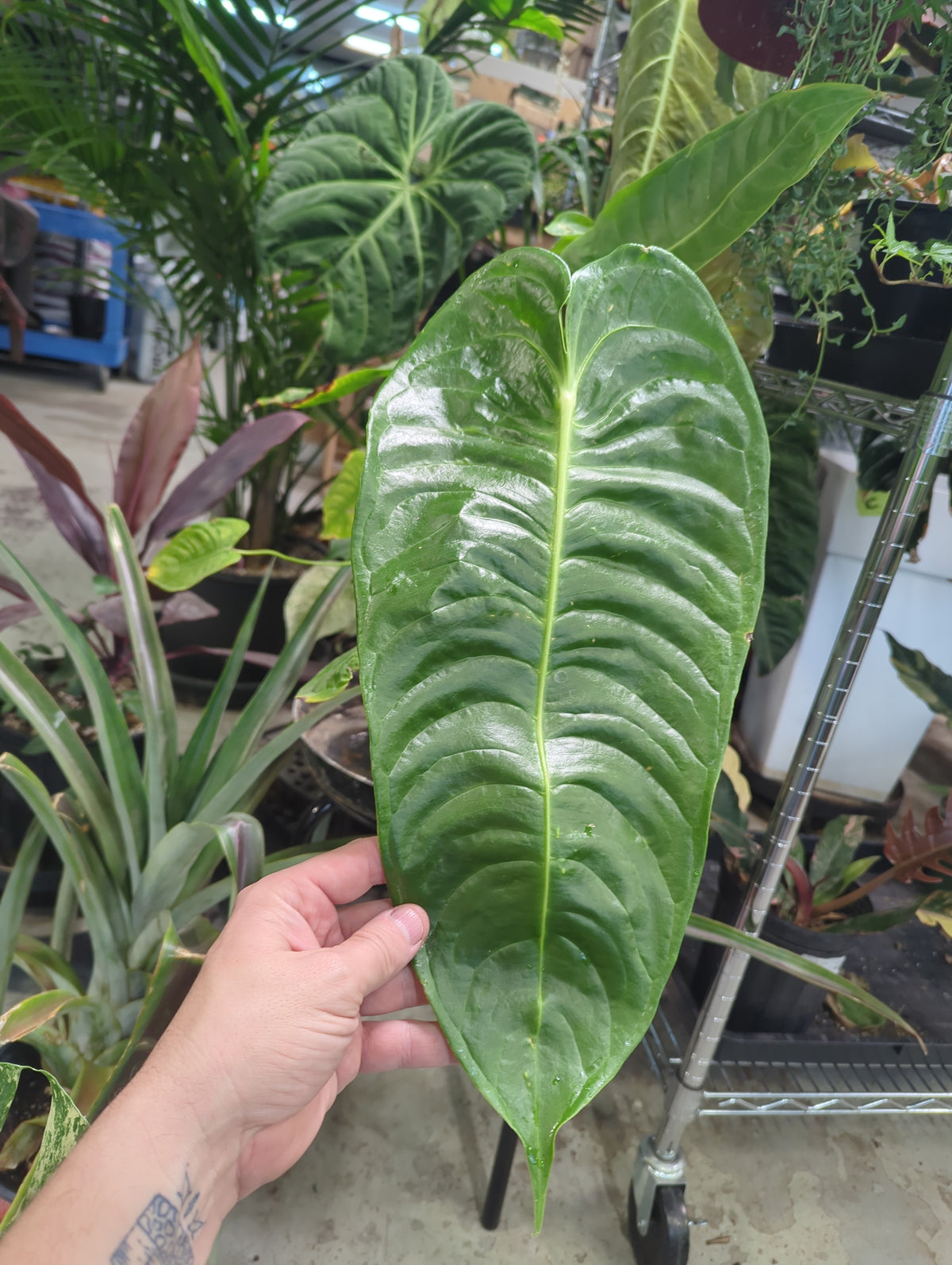 Anthurium Veitchii