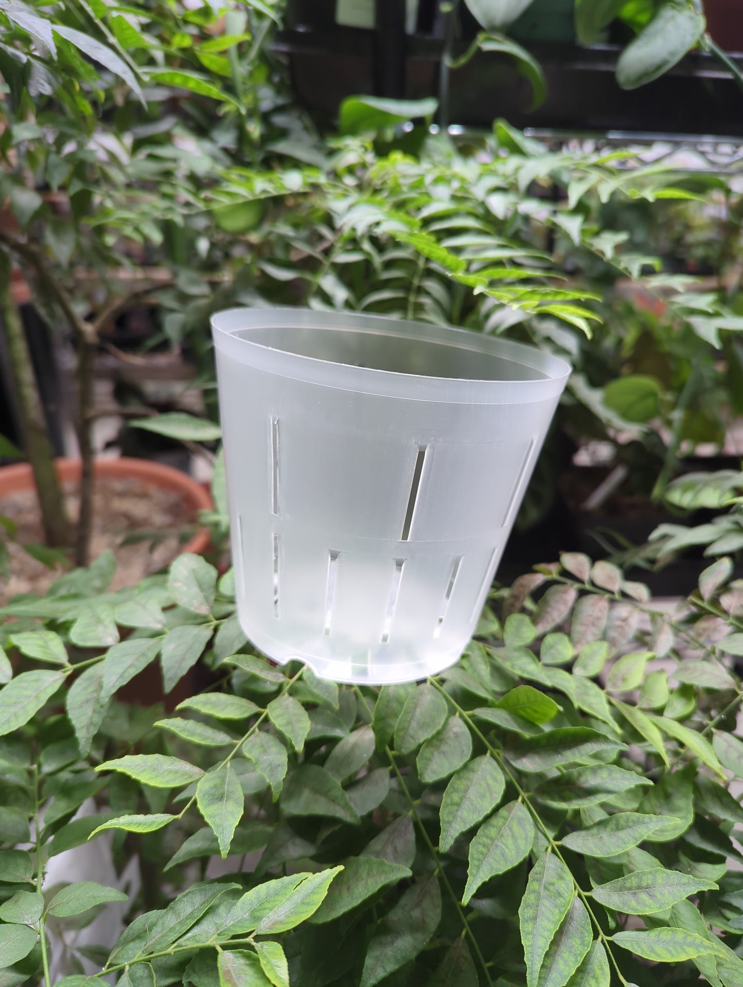 5” Clear Orchid Pot round CP0005