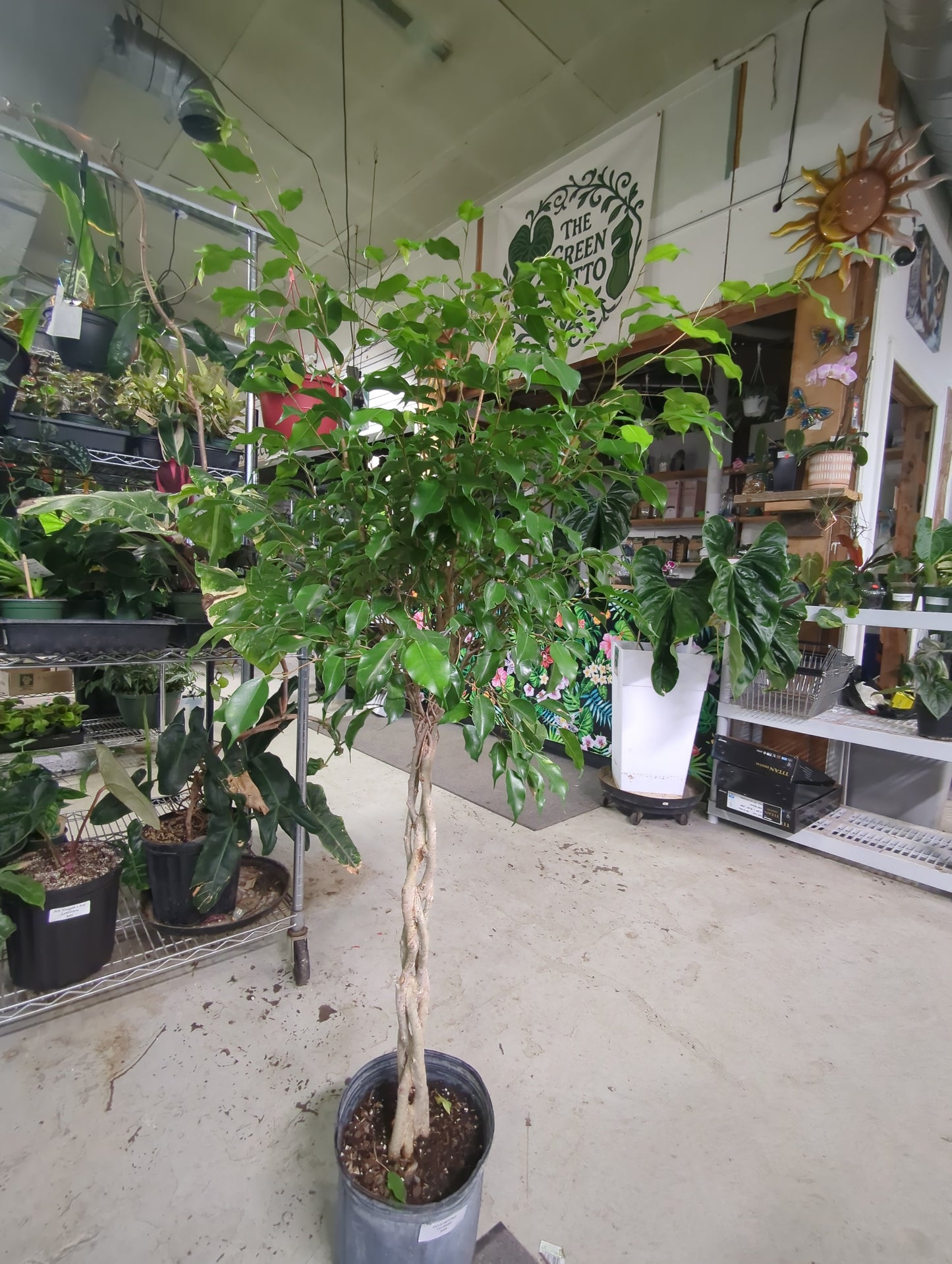 FICUS-WEEPING FIG-BRAID