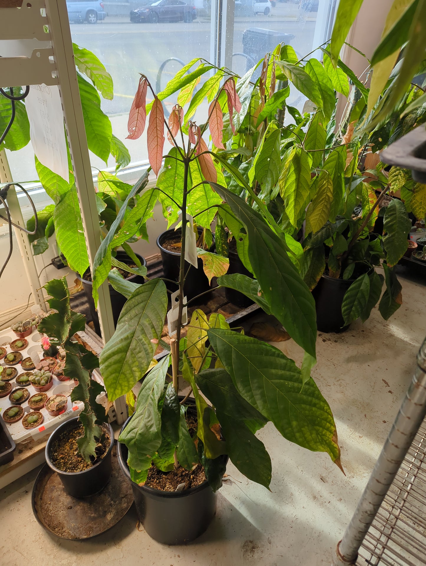 Cacao Criollo Chocolate Tree