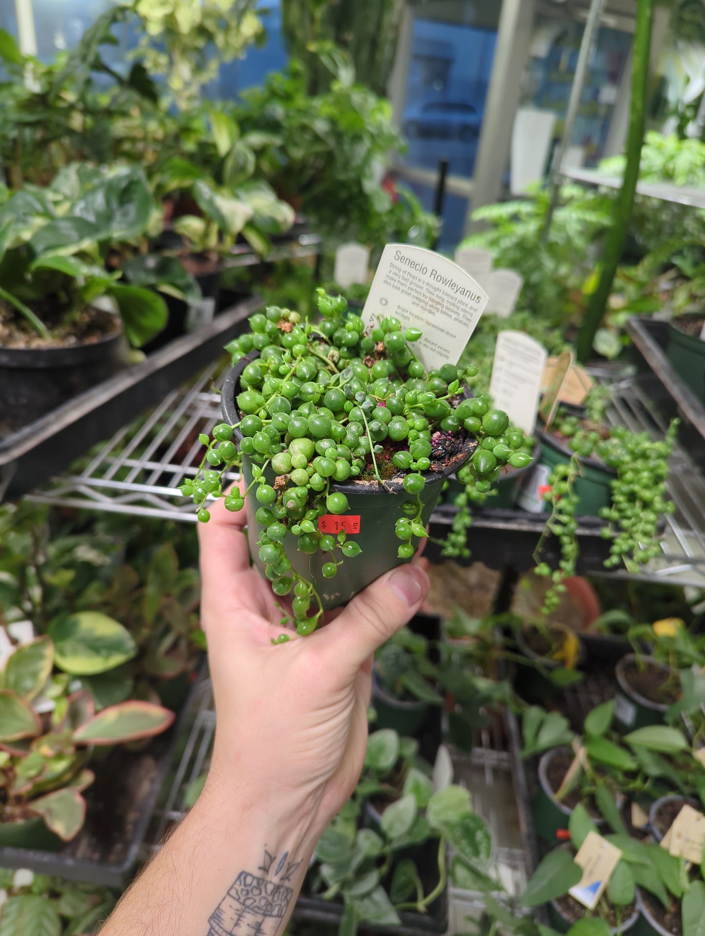 String of Pearls 4 in