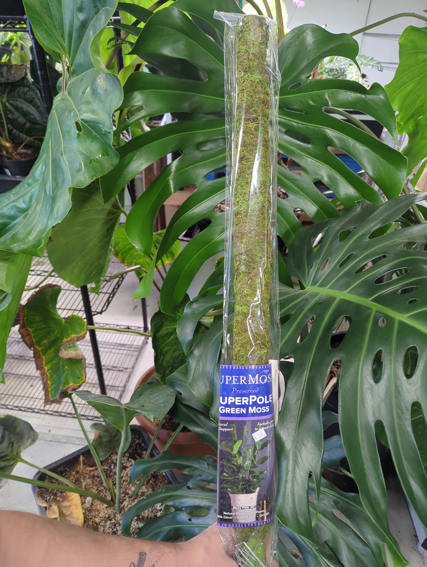 Moss Pole Preserved Fresh Green 30"