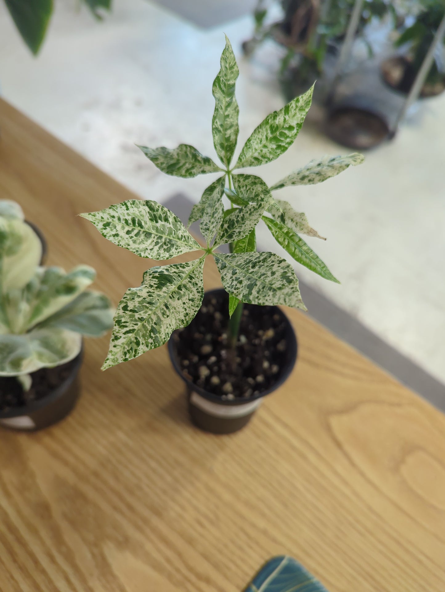 Variegated Umbrella Plant