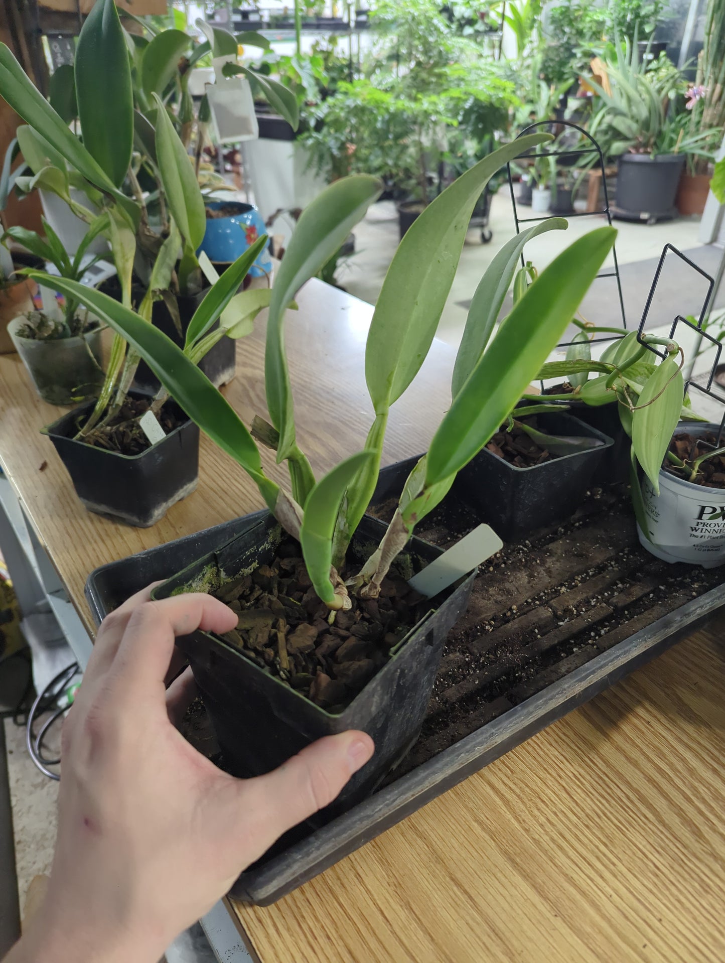 Cattleya Gaskelliana Alba