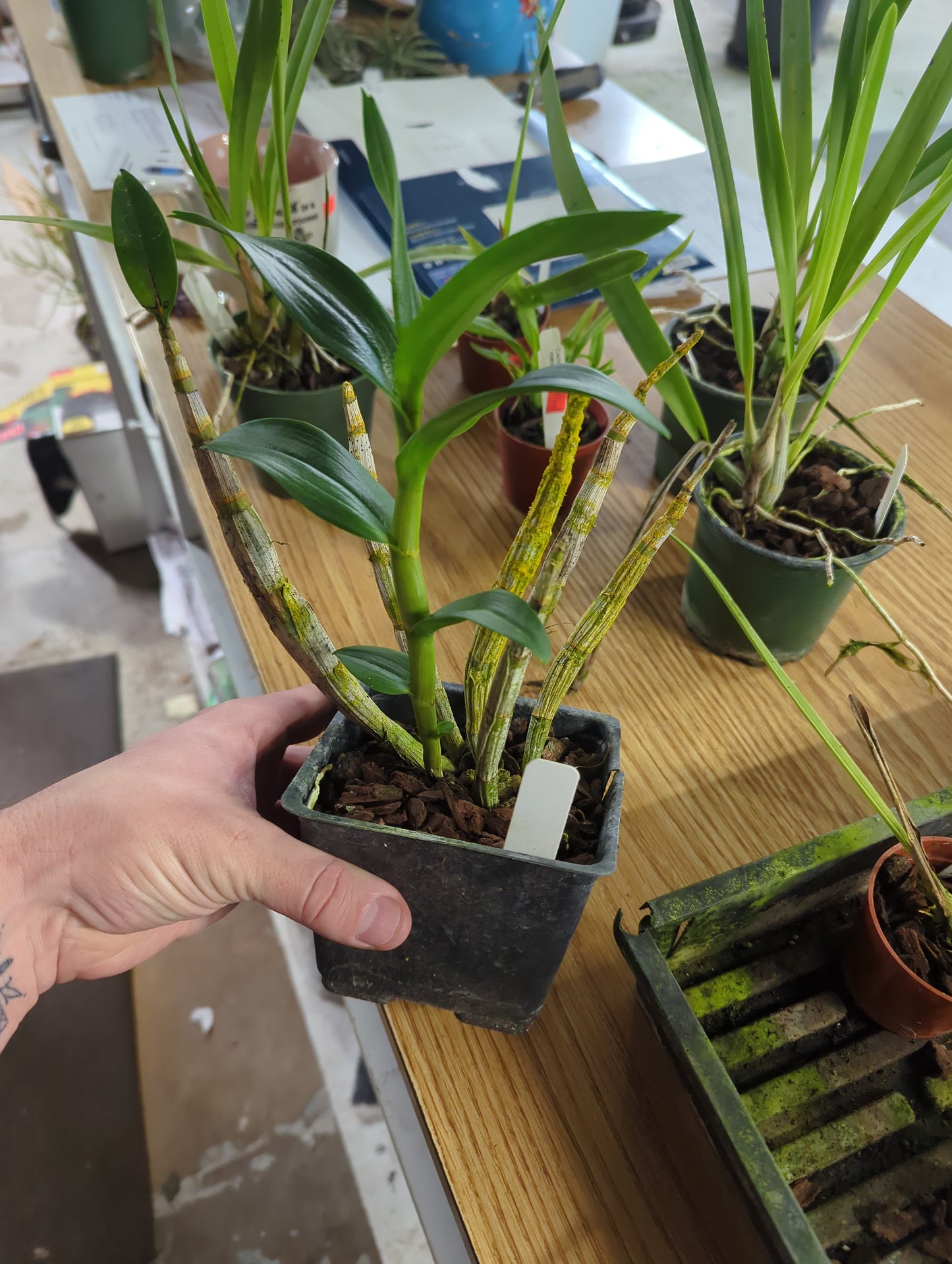 Dendrobium KS 11 Jairak Lavande