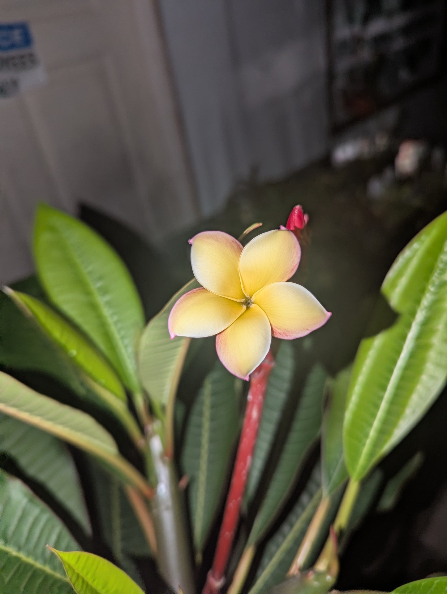Plumeria Rubra Aztec Gold