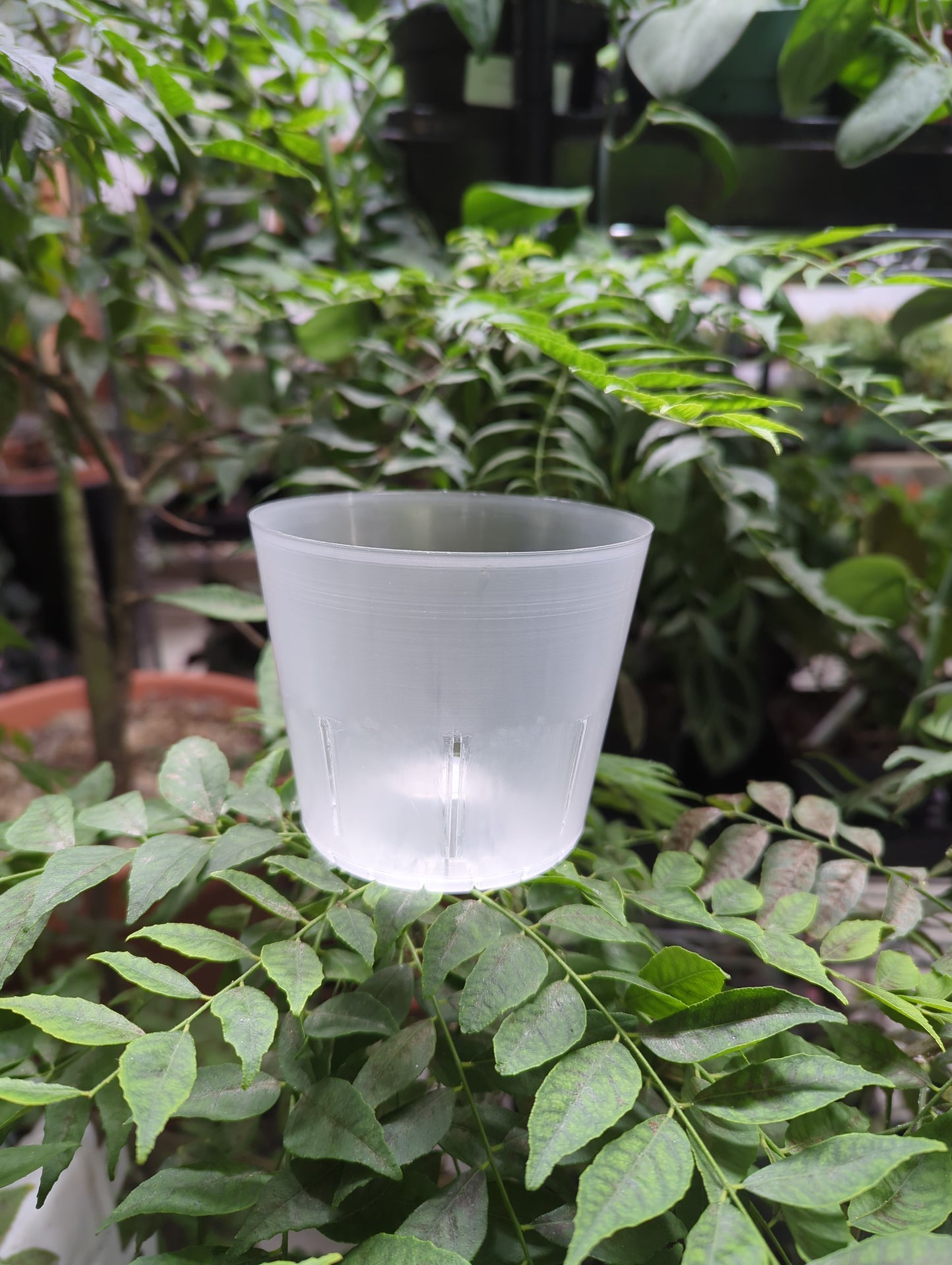4'Clear orchid round pot