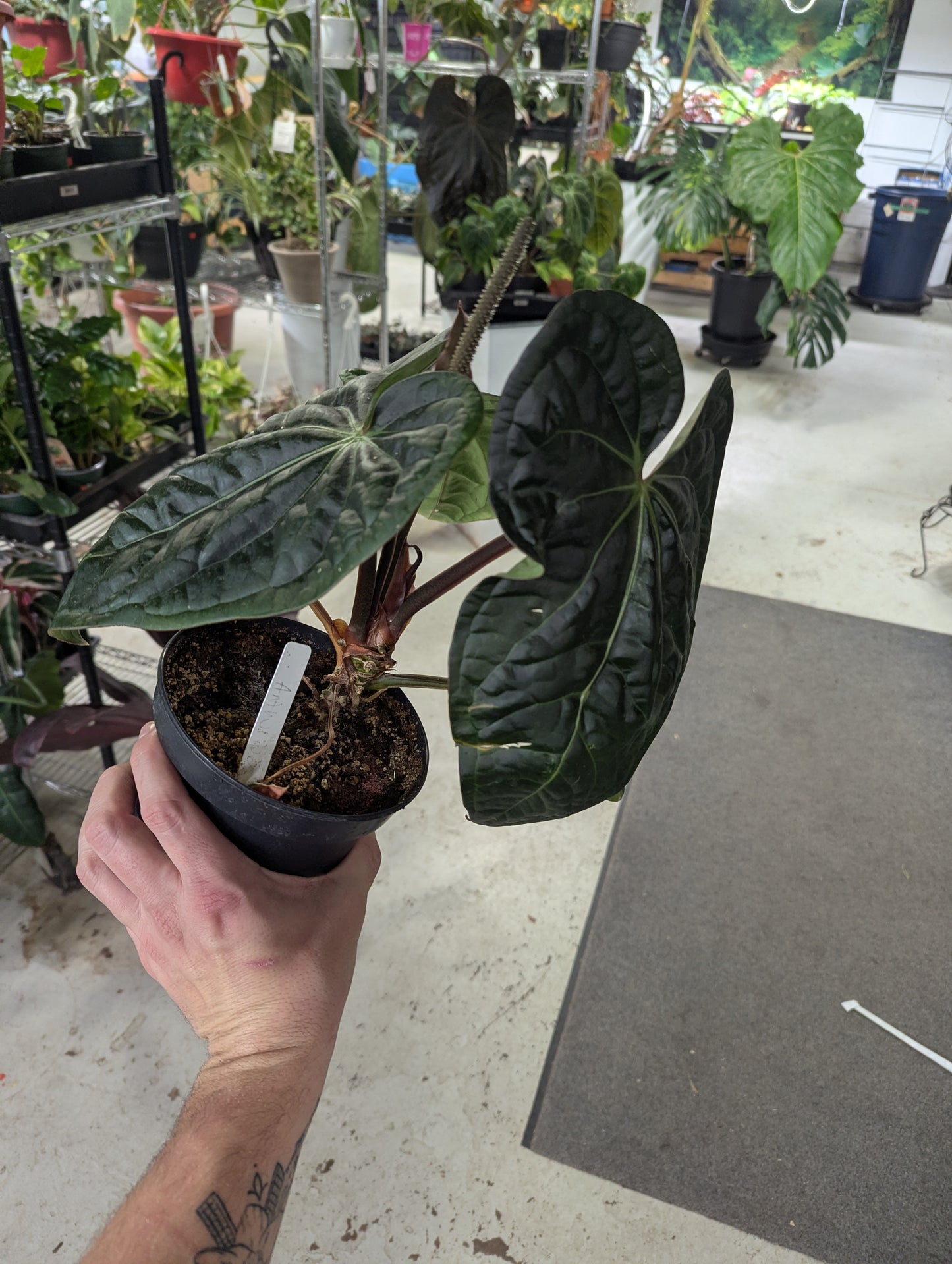 6 inch  Ant.Villenaorum  x  Luxurirans