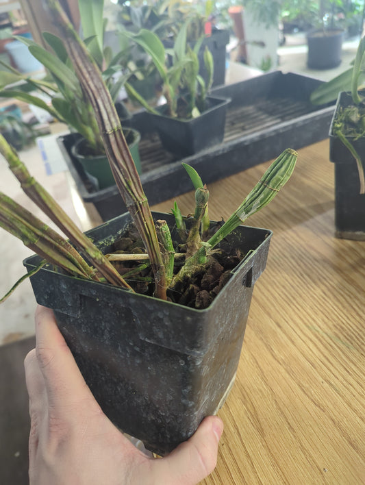 LAELIOCATTLEYA VIVI AROSEMENA