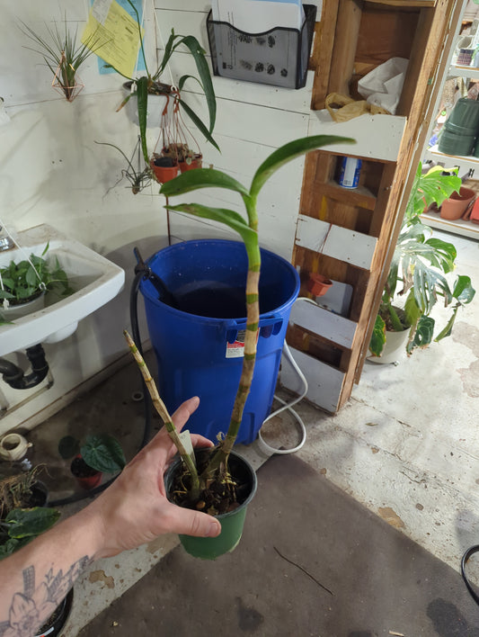 Dendrobium Burana Gold