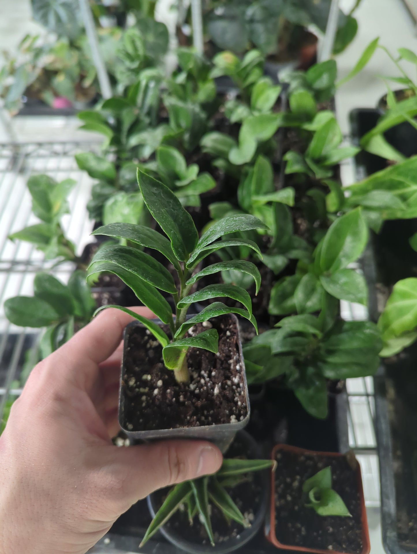 Zensi Dwarf ZZ plant