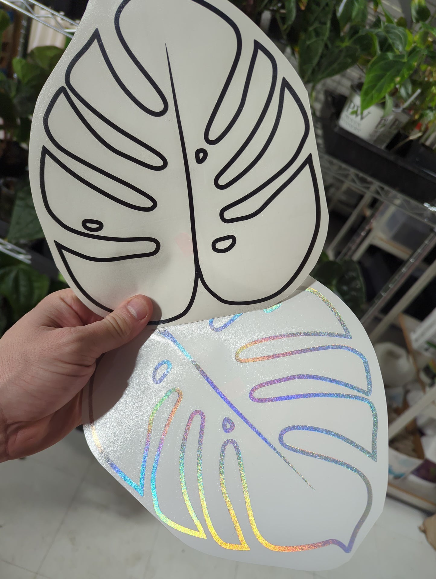 MONSTERA LEAF 8X7" Decal