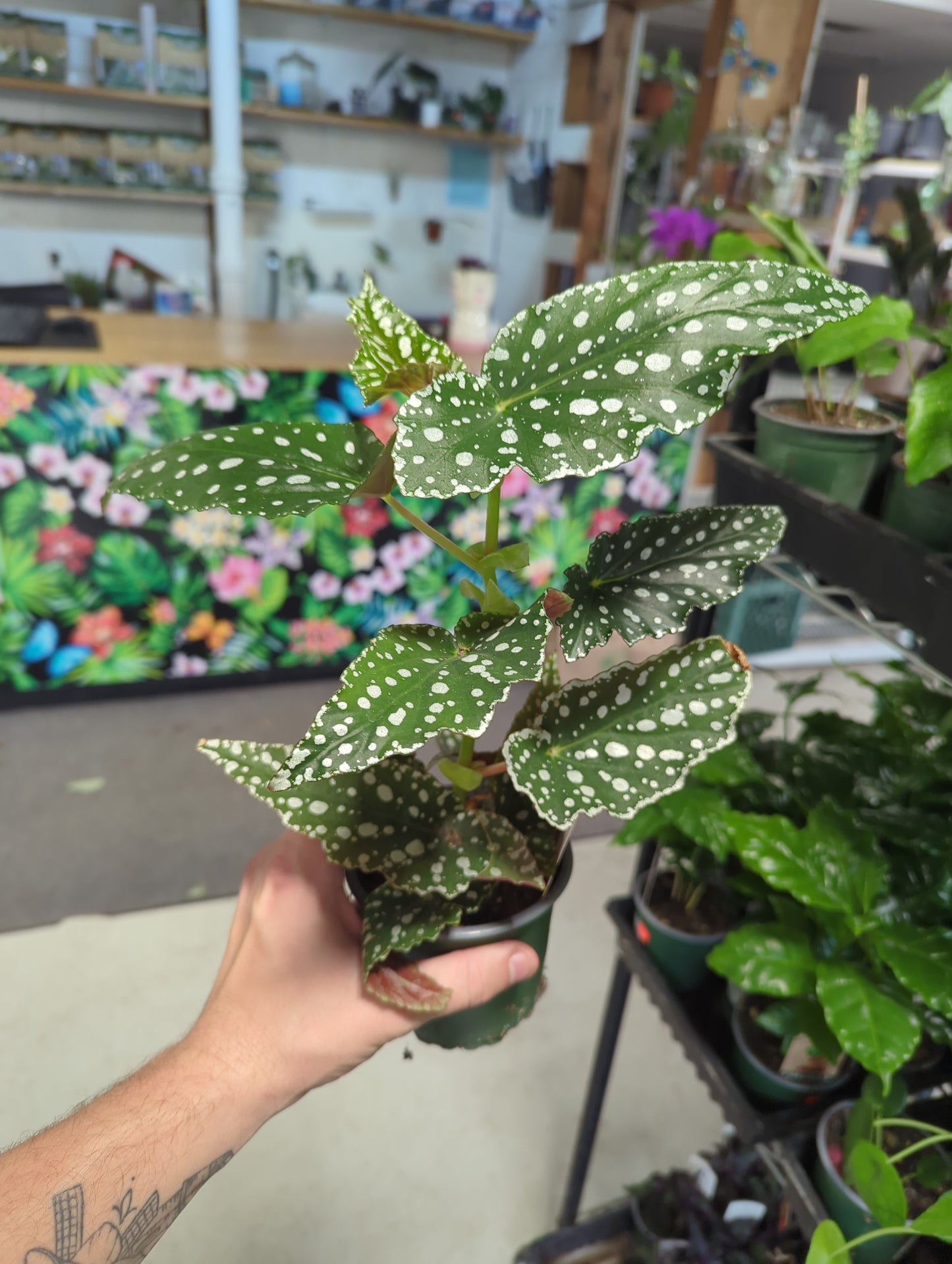 Begonia Maculata