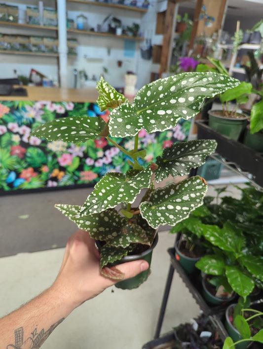 Begonia Maculata