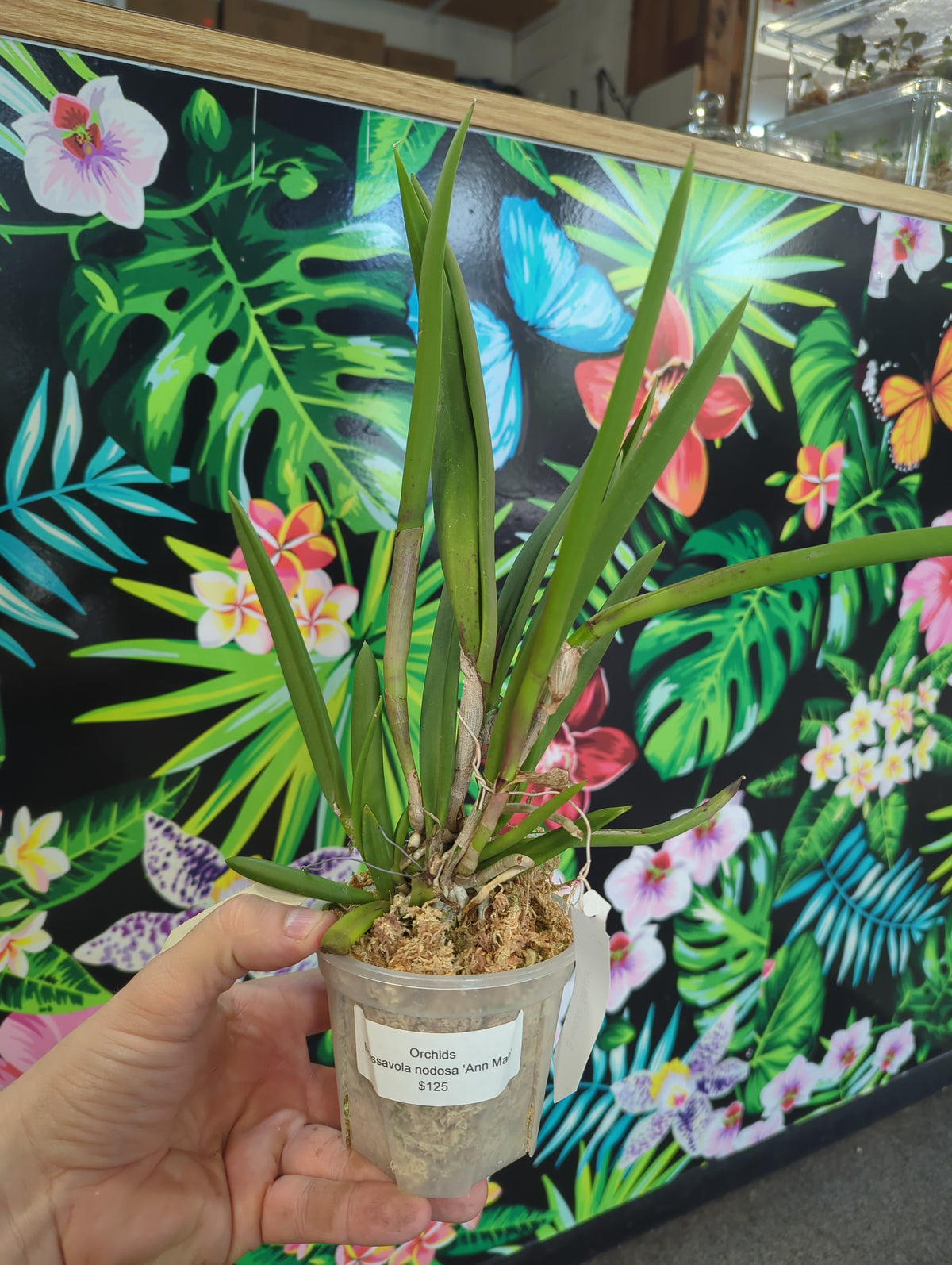 Brassavola Nodosa 'Ann Man' orchid