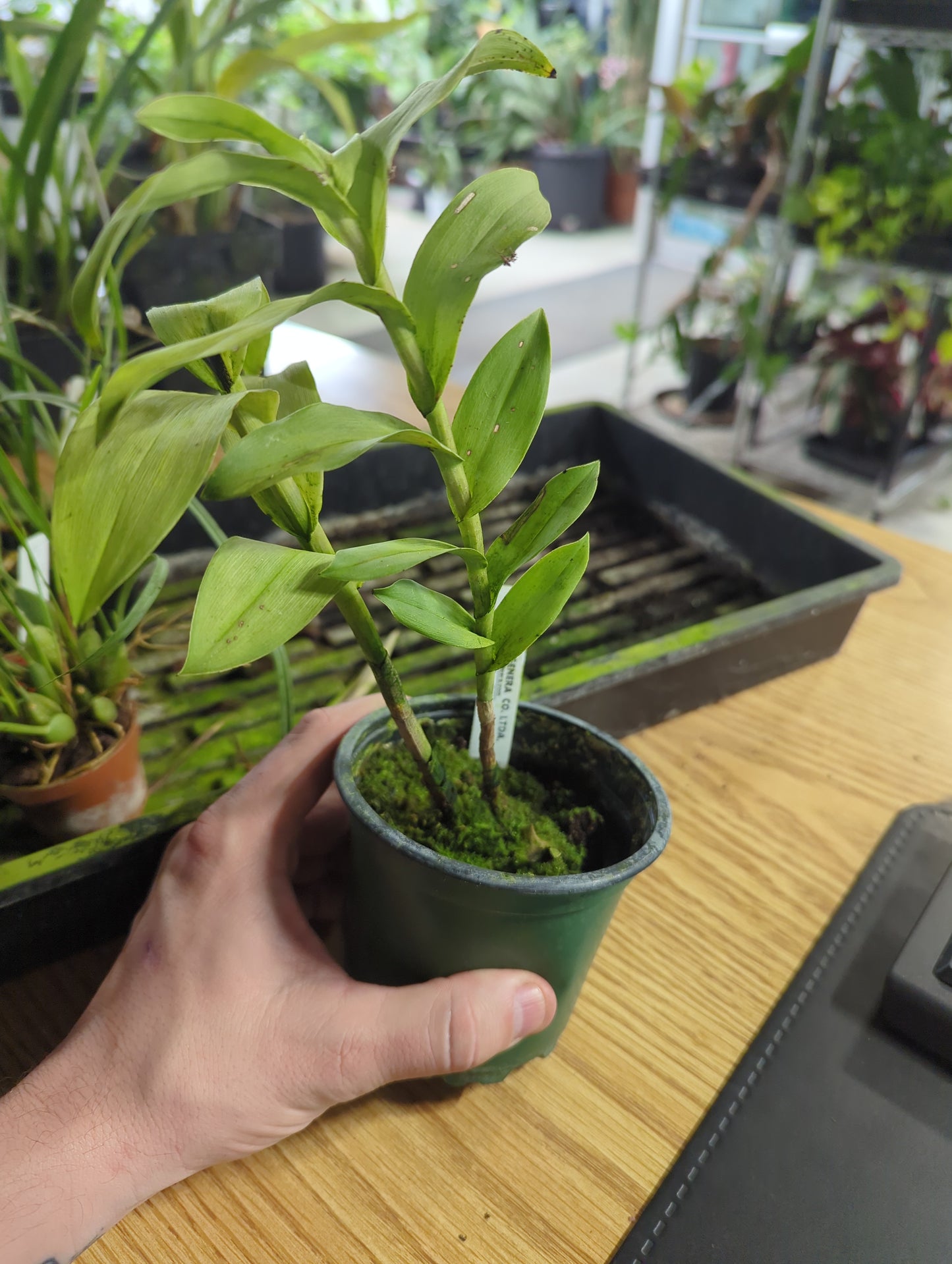 PLANTS:ECUAGENARA:Epidendrum atacazoicum