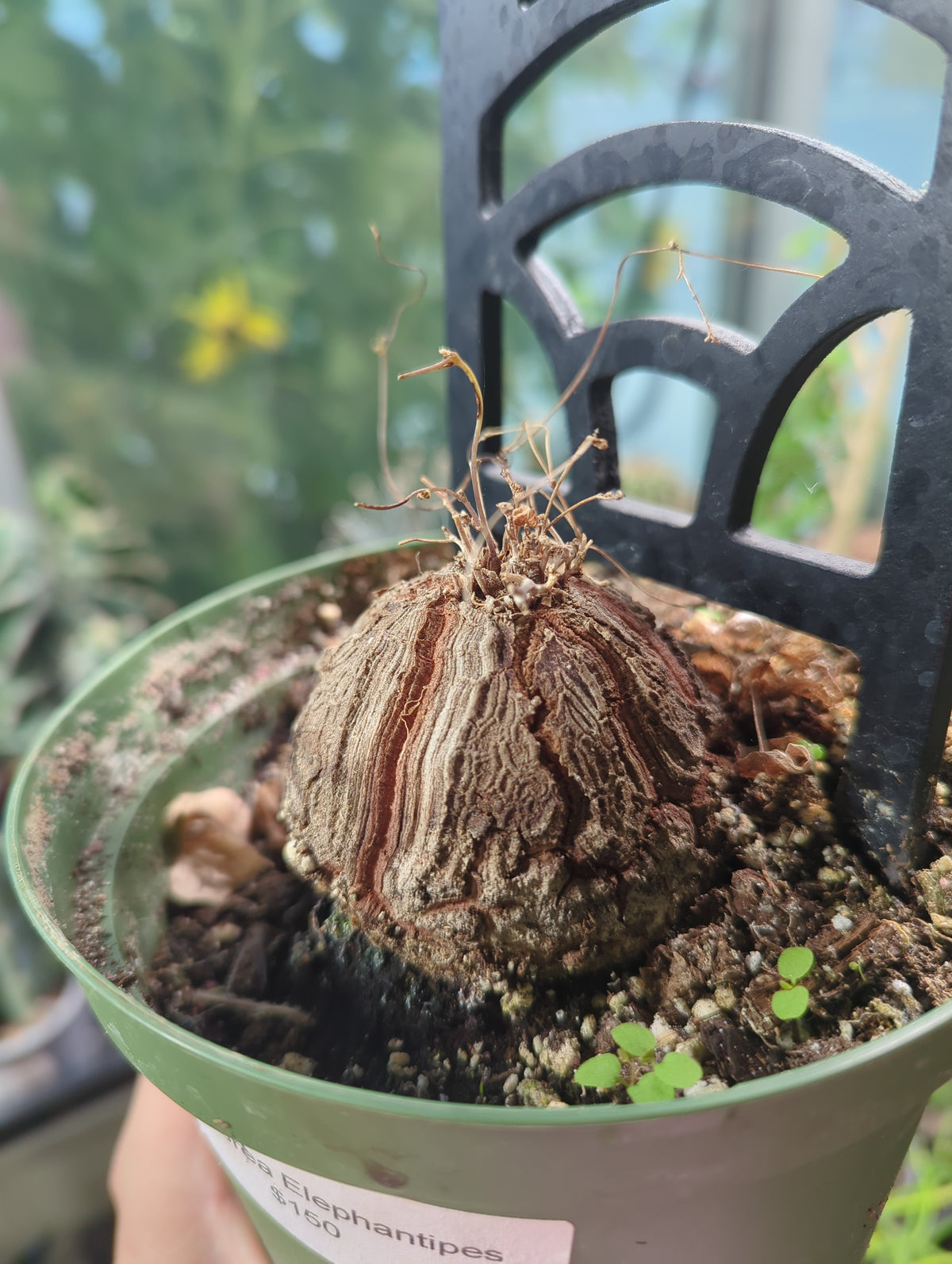 Dioscorea Elephantipes Elephant's Foot Yam 5in pot