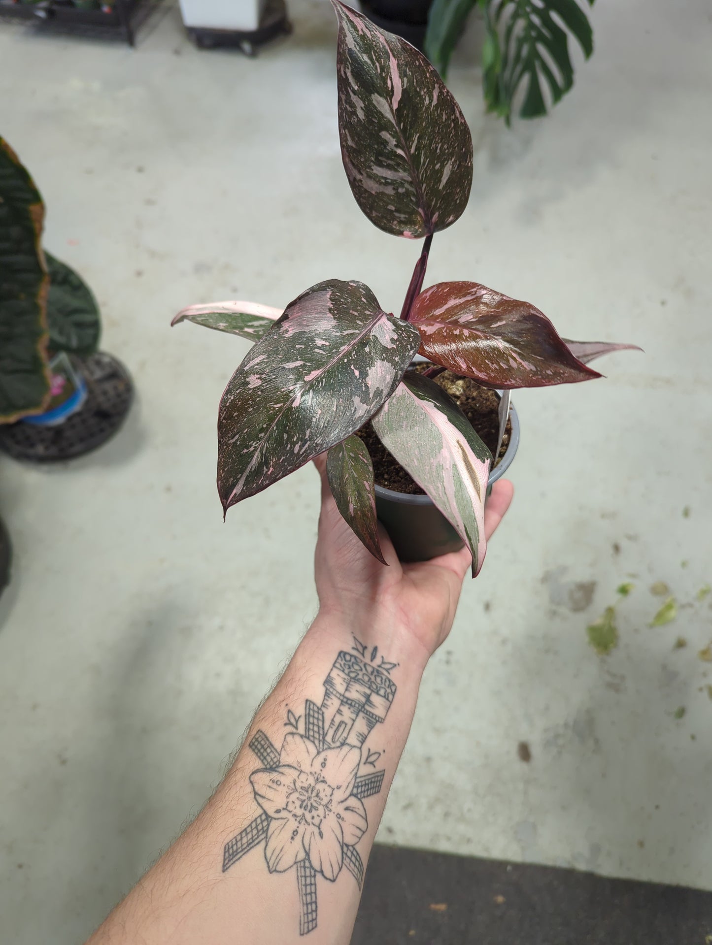 Philodendron Pink Princess - Erubescens 4 inch